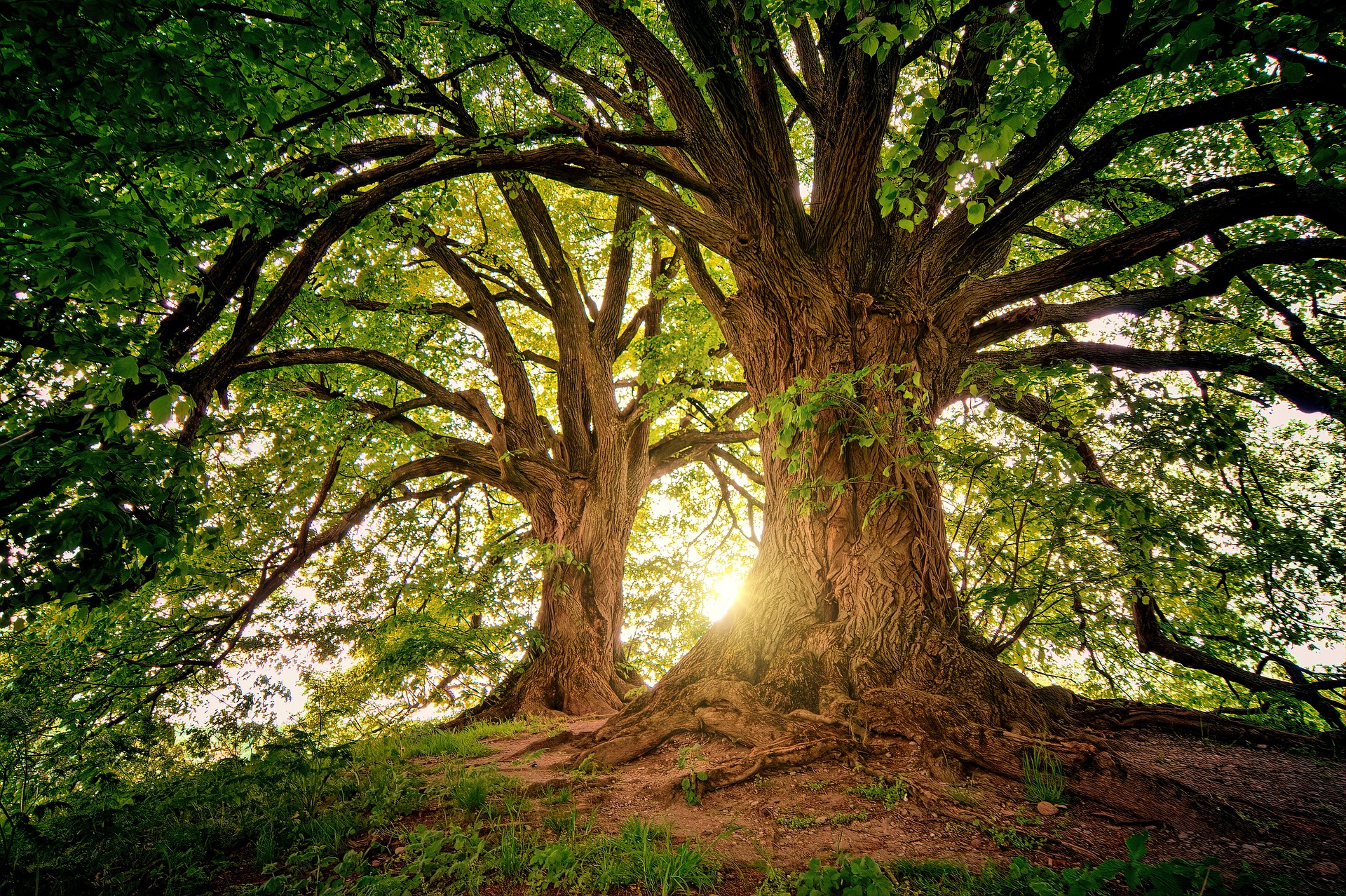 trees-g006dd0da0_1920